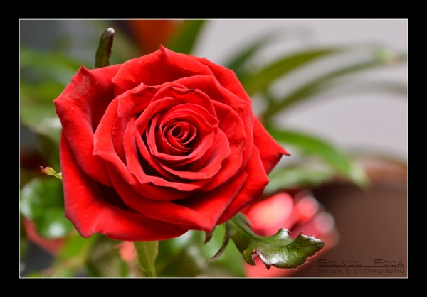 trandafir red rose