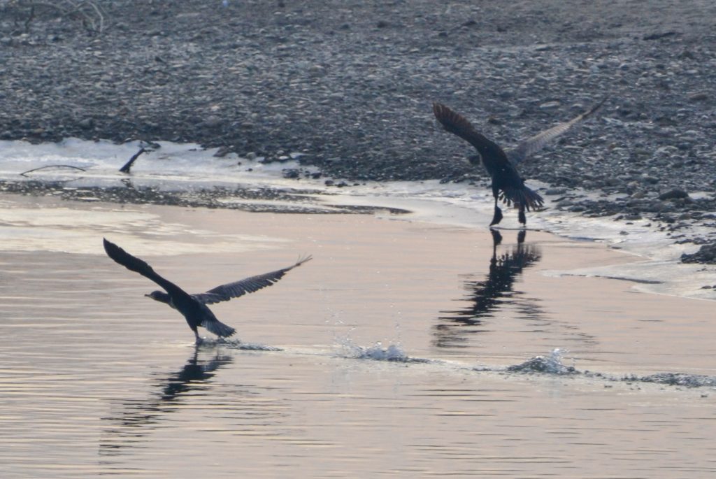 cormoran mare Phalacrocorax carbo