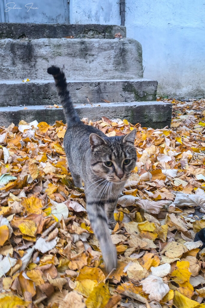 Ce să faci când te mușcă o pisică (sau câine) necunoscută